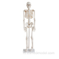 Модель скелета человека (85 см)